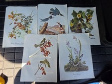 Lot of 5 Prints from BIRDS OF AMERICA - JAMES J AUDUBON - Suitable for Framing  picture