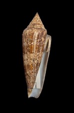CONUS GLORIAMARIS W/O Philippines 114.8mm Shell picture