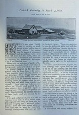 1894 Willows Ostrich Farm Middelsburg Cape Colony South Africa illustrated picture