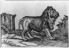 Photo:[Lion] picture