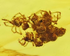 RARE Swarm of Spiderlings, Fossil Inclusion in Burmese Amber picture