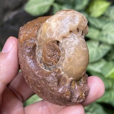 144G  TOP DRAGON SUTURE PERMIAN WHOLE ROUGH CALCITE AMMONITE FOSSIL MOLLUSCA picture