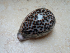 cypraea pantherina GEM red sea shell F++++ 90.4mm super natural glossy nice dots picture