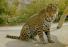 Stuttgart-Bad Cannstatt Wilhelma Jaguar Metz 641 Z 107 Postcard picture
