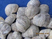 TWENTY FIVE DEVIL'S TOE NAIL FOSSILS WHOLESALE picture