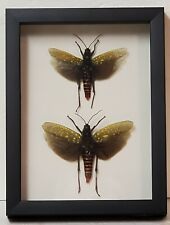 Real framed pair  Northern spotted grasshopper from Southeast Asia  picture