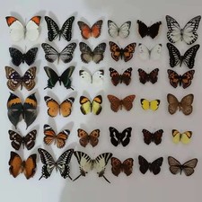 20pcs(Butterfly species with no duplicates)natural Real Butterflies Specimen picture