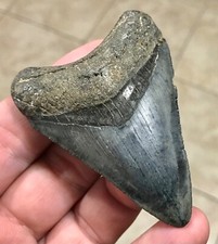 RARE & TRULY GORGEOUS - 3.07” -GOLDEN BEACH,FLORIDA- MEGALODON SHARKTOOTH FOSSIL picture