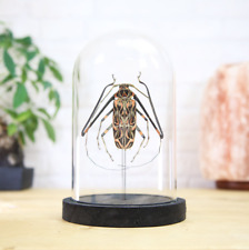 Harlequin Beetle (Acrocinus longimanus) Entomology Taxidermy Glass Bell Jar picture