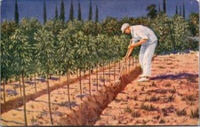 Farmer Tending to YOUNG JAFFA ORANGE TREES Palestine Postcard picture