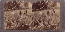 Stereoview Cards Amidst Charms of Porto Rico Pinapple and Women, 1899 Underwood picture