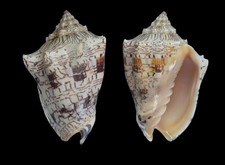 Seashell :  Voluta ebraea   105.2 mm  F+++  (from Brazil) picture