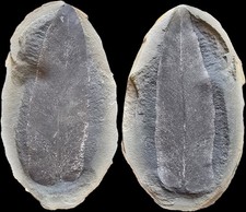 Mazon Creek Fossil Macroneuropteris Fern Leaf Large Illinois Fossil 🌿 picture
