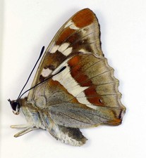 Apatura iris amurensis male (Nymphalidae) picture