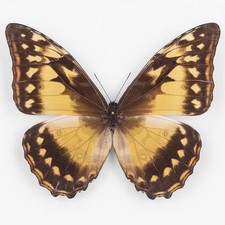 Morpho C. Cypris ♀ Colombia - Female - Nymphalidae Entomology picture
