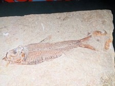 DIPLOMYSTUS FOSSIL FISH FOR SALE picture