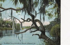 Witch Tree Weird Tomoka Ormond FL Postcard Hugh C Leighton Early 1900s picture