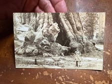 1941 RPPC GENERAL GRANT Tree With Little Girl Fresno County California picture