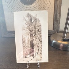 Vintage RPPC Real Photo Postcard Winter Forest Trees Divided Back Unposted picture