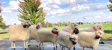 Match Stick Set of 7 Sheep Handmade Christmas Decoration Wooly Shepherd Pasture picture