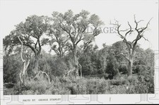 Press Photo Trees and nature - lra79546 picture