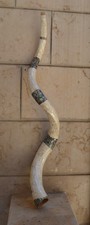 Large Handcrafted Natural Ram's Horn Shofar with Mother of Pearl Inlay  Judaica picture