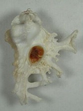MUREX PELE 43.36mm BEAUTIFUL RARE SPECIMEN off Pupukea, Haleiwa, Oahu, HI picture