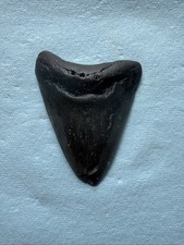 Megalodon Shark Tooth 4.32- inch Fossil NC #12A picture