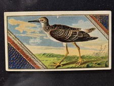 1889 ALLEN & GINTER, N13 GAME BIRDS: YELLOW SHANK TATLER (EXCELLENT) picture