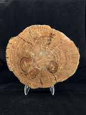 Beautiful Full Bark Petrified Wood Slab—10” picture