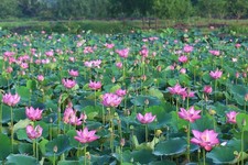 Nelumbo Nucifera 10 seeds (Sacred Lotus) – Aquatic Pond Plant / Lotus Flower picture