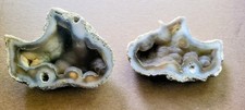 Agatized Fossil Coral - Tampa Bay, Florida COMPLETE SPECIMEN - NICE picture