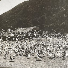 Los Angeles Pigeon Farm Stereoview H. C. White Co. 1905 California Birds picture
