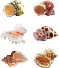 6PCS Hermit Crab Shells Medium to Large, Natural Turbo Seashells Size 2.3