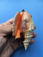 102.6mm | Strombus aratrum  | F+++| SUPER GIANT size | Beautiful shell picture