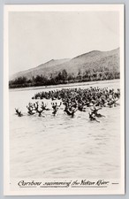 Vintage Yukon River Canada Postcard c.1930s Caribou Swimming Gowen Sutton picture