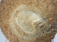 Luck Protection Wealth Only One Eye one Spot Raja Coconut Rare Item from India picture