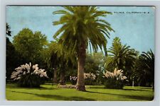 Salinas, CA-California, Central Park, Palm Tree, Vintage Postcard picture