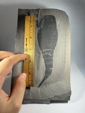 Huge 6 Inch Eurypterus Fossil Eurypterid Sea Scorpion New York picture