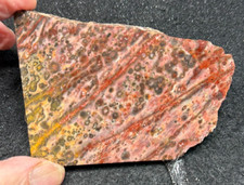 Orbicular Rhyolite unfinished slab, great for cabbing 2.52oz (#1081) picture