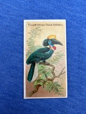 YELLOW-CASQUE BLACK HORNBILL 1889 N5 Allen & Ginter Birds of the Tropics picture