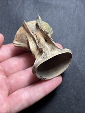 RARE MASSIVE Fossil Fish Vertebrae Charleston, SC - 1.97