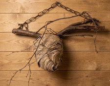 Bald faced Hornet Nest Chain HANGING DISPLAY On Branch RARE WA. State Man Cave picture