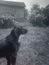 3 Vtg B&W snapshot photos Irish setter dog pet animals picture