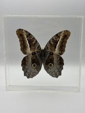 Caligo Owl Butterfly Mounted In Clear Acrylic Case Vtg Taxidermy  picture