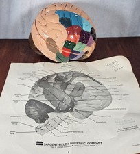 Vintage Sargent-Welch scientific brain model 95119 Hand Painted Minty Clean  picture