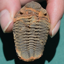 Trilobite, Eldredgeia venustus: Bolivia devonian trilobite fossil picture