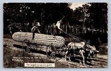 K2/ Schenectady New York RPPC Postcard c1910 Martin Exaggeration Corn  253 picture