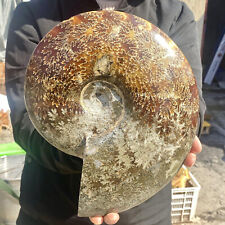 7.3LB Rare Natural Tentacle Ammonite FossilSpecimen Shell Healing Madagascar picture
