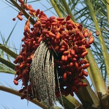 Phoenix dactylifera Mazafati 20 PCS fresh seeds, Mazafati date palm tree seeds picture